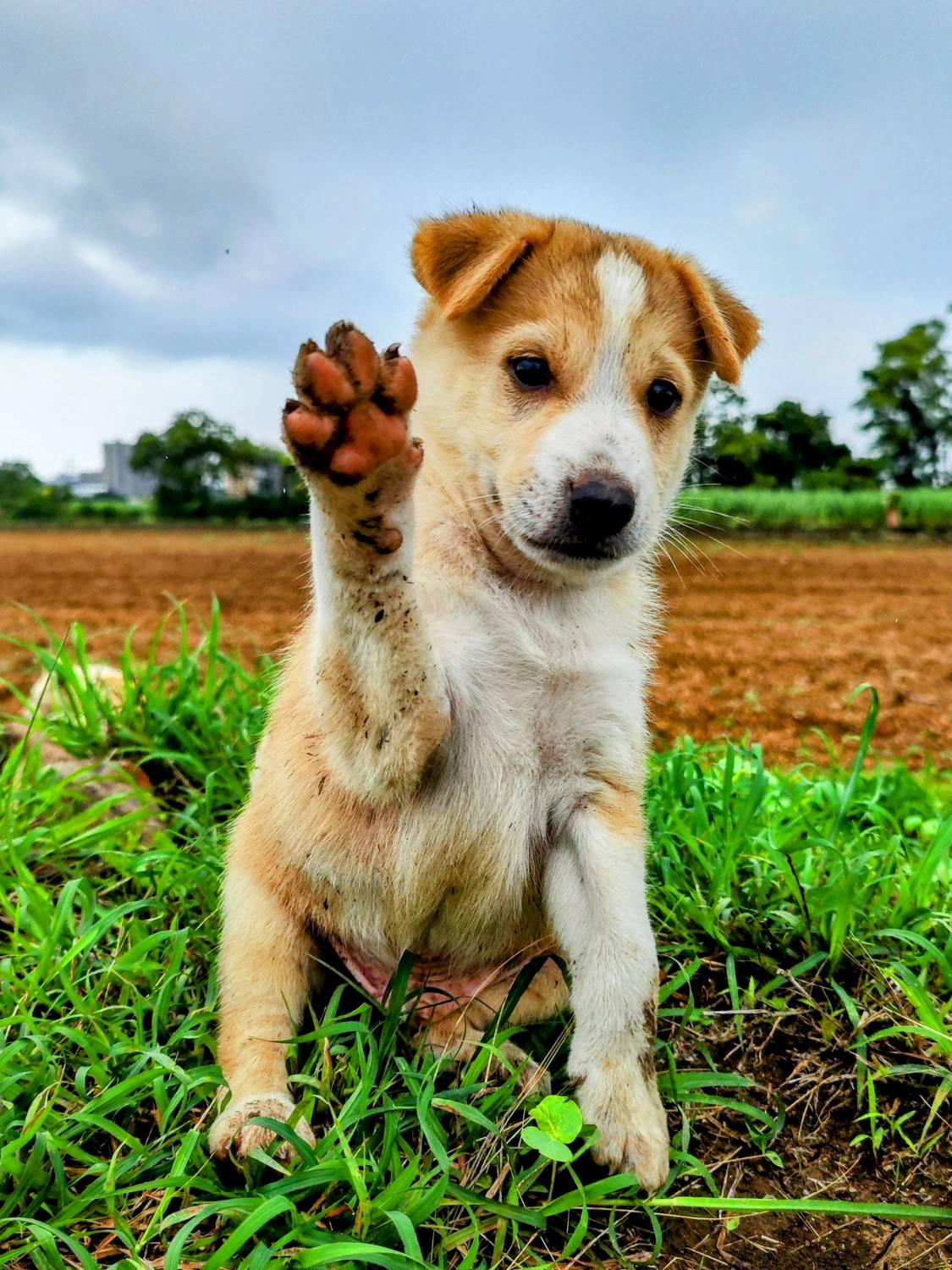 Pawsitive Gabbu