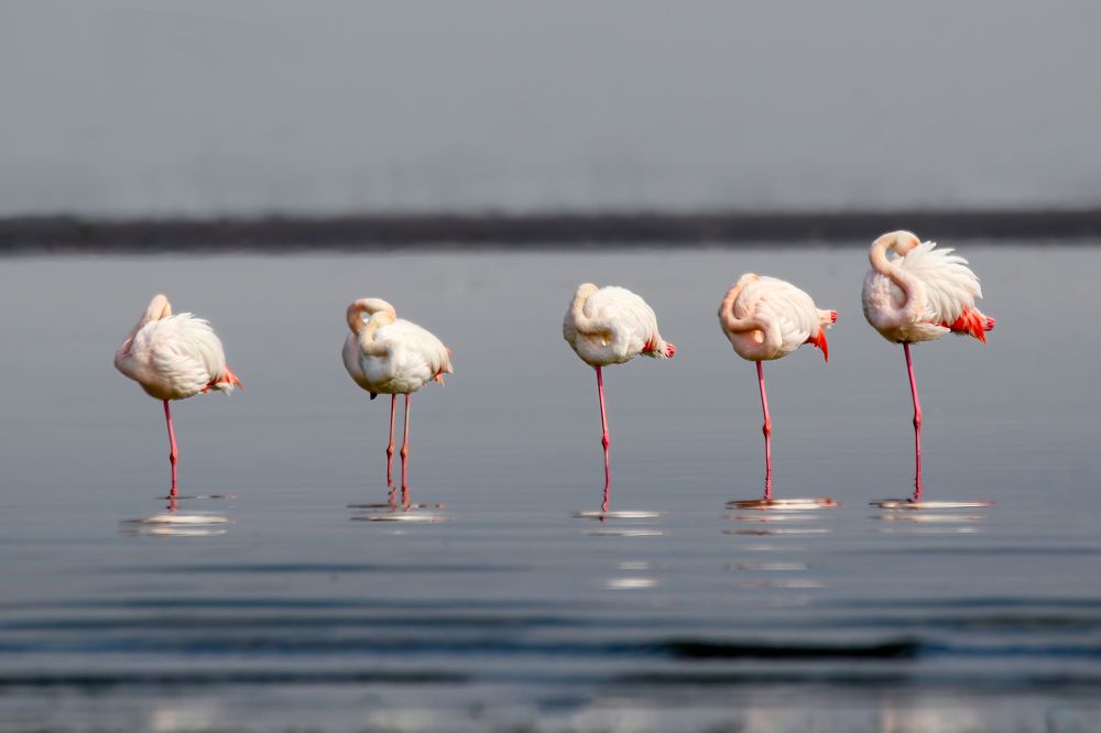 Photograph by Hassan Rokni