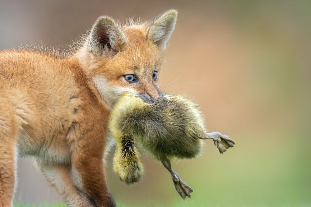 The Prize is All Mine!