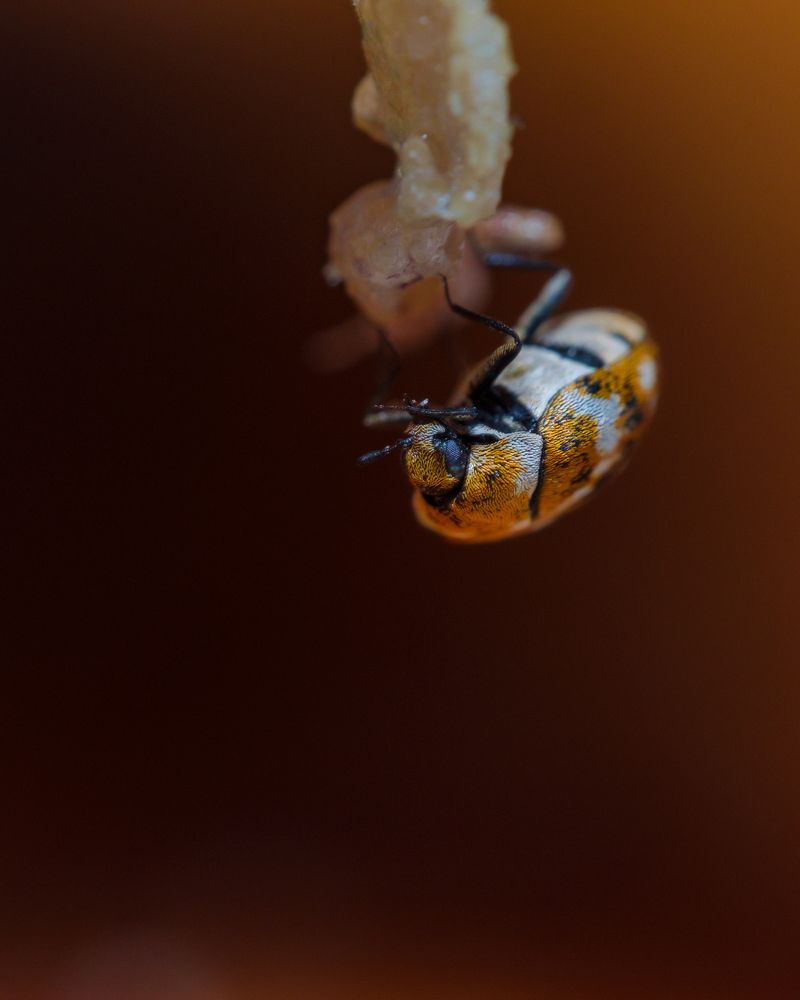 Фотография автора Yendrek Stanislav