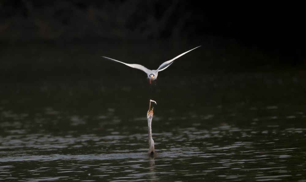 Photograph by Harsha Devalla