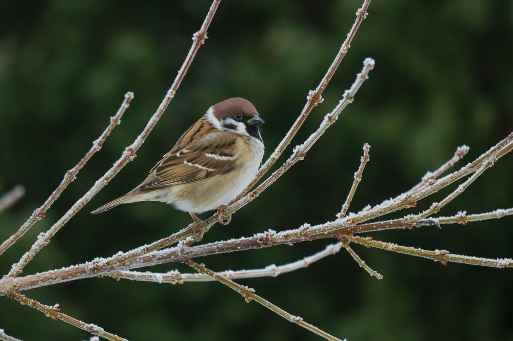 Photograph by Надежда Зайцева