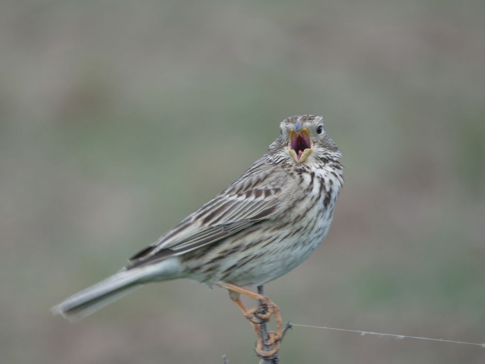 Весне-дорогу!