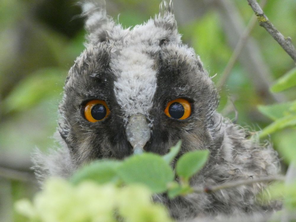 "Эти глаза напротив..."