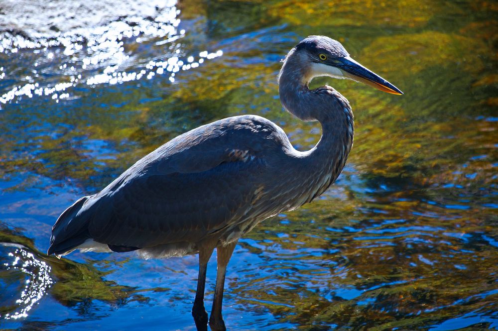 Photograph by Ken Oliver