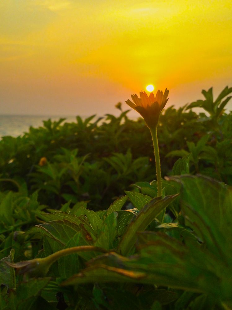Фотография автора Laddu Sasindu Pramuditha De Silva