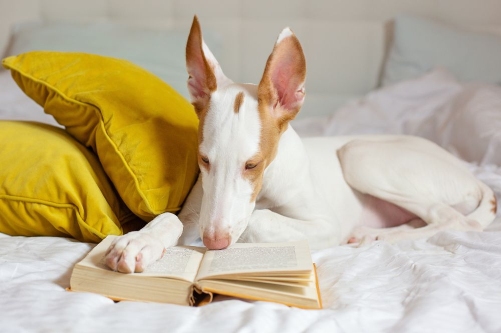 Photograph by Старикова Светлана