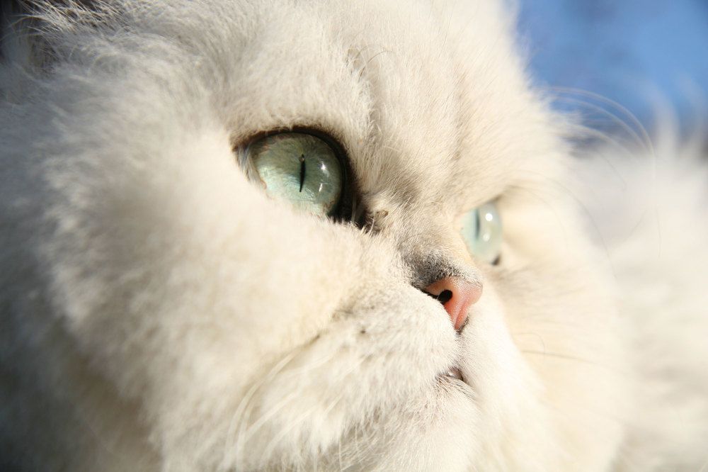 Фотография автора Ramin Barzegar