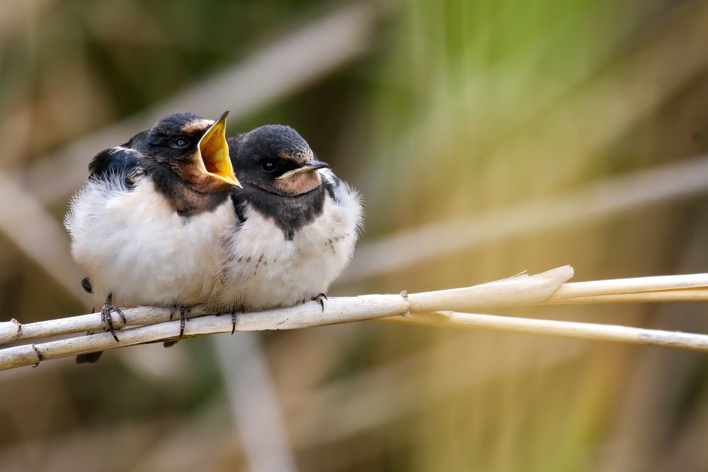 Photograph by Hassan Rokni