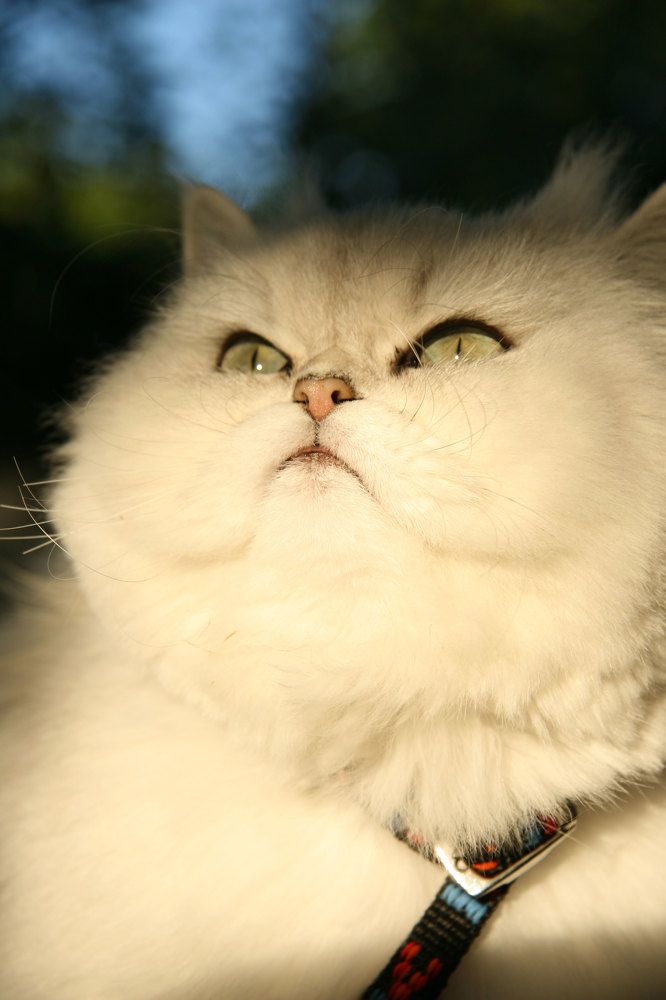 Фотография автора Ramin Barzegar