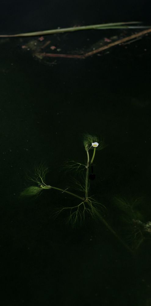 Photograph by Atefeh