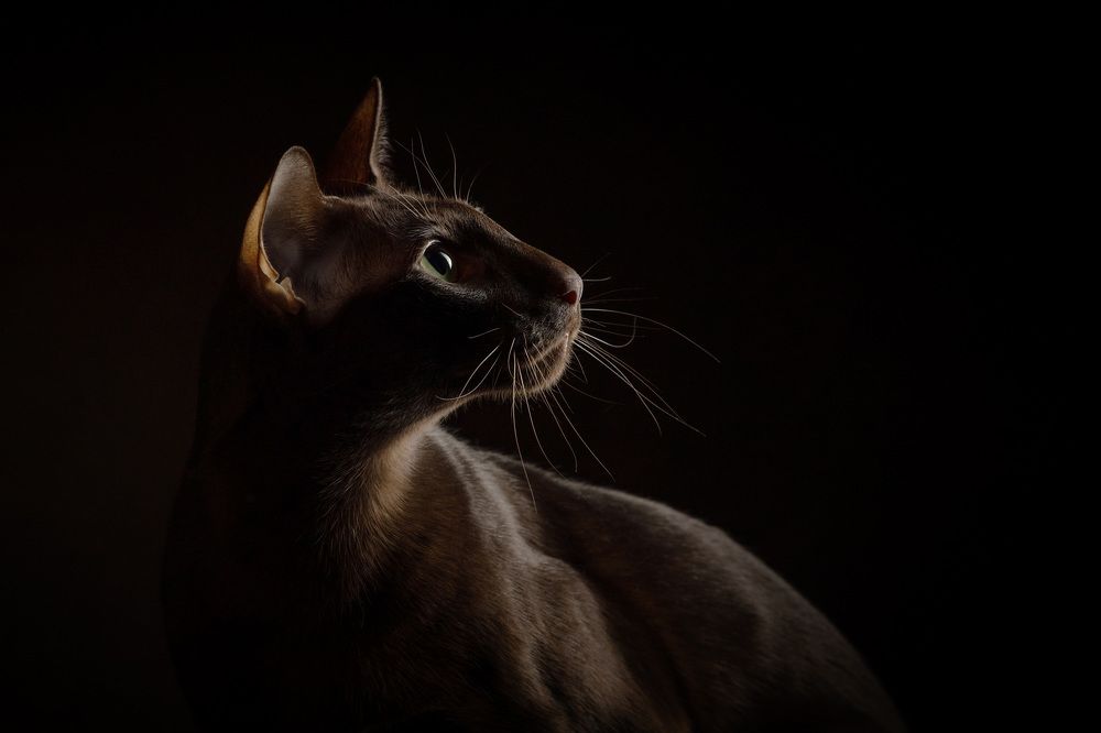 Photograph by Анастасия Ветковская