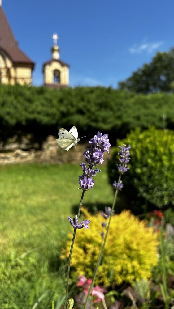 Photograph by Олег Ведерников