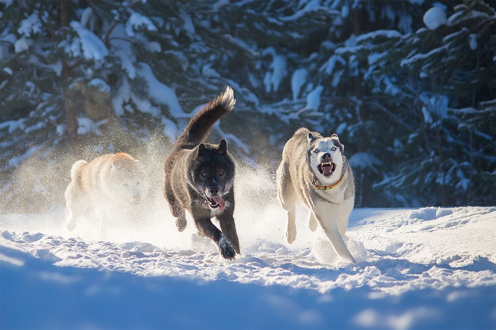 Photograph by Виктория Мамаева