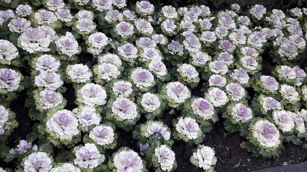 Photograph by Александр Лайкачев