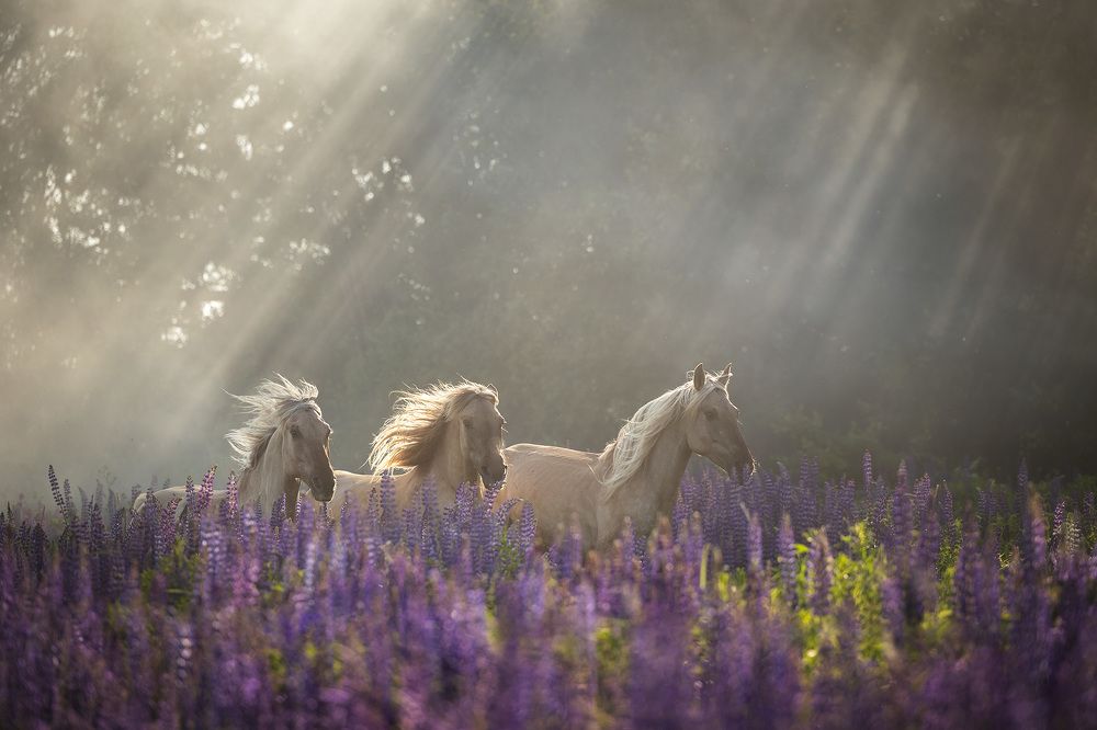 Photograph by Анастасия Ветковская