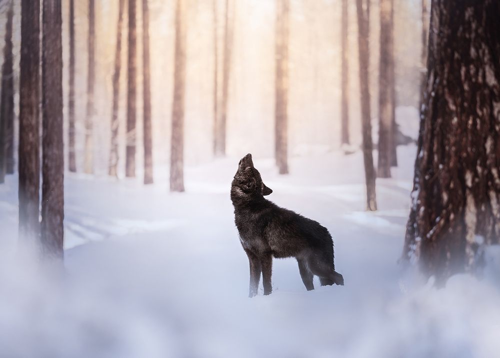 Photograph by Rosie Phang