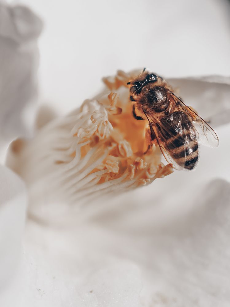 Photograph by Anya Lo