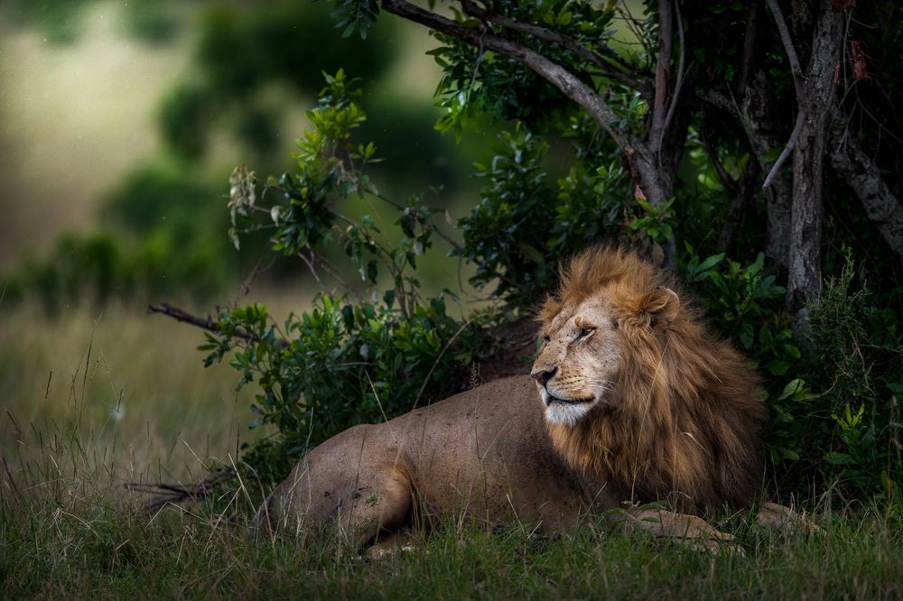 Фотография автора Sunny Saha Pramanick