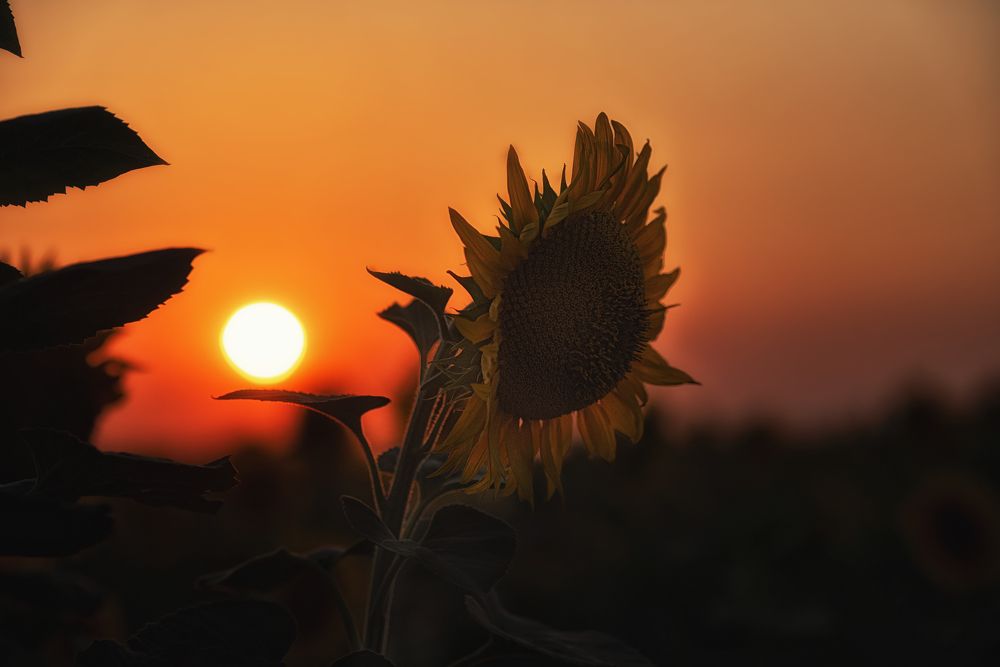 Photograph by Оксана Пономаренко