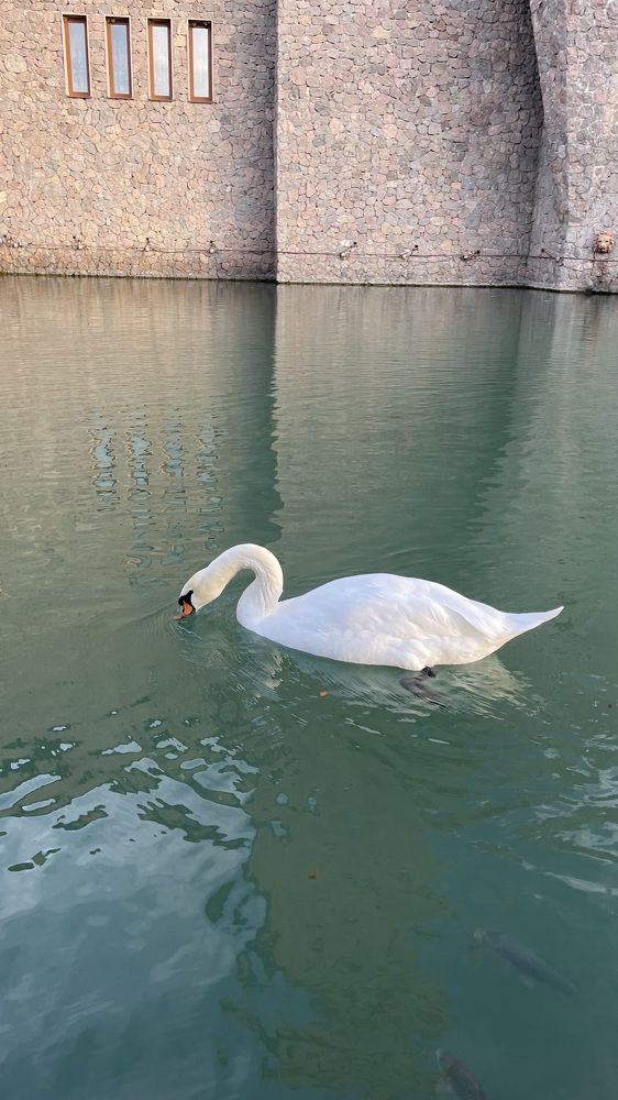 Photograph by Рузанна Гюрджян