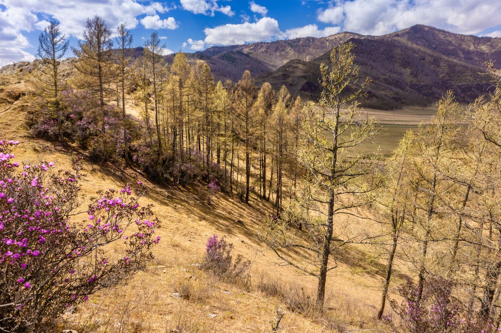 Цветущий Алтай