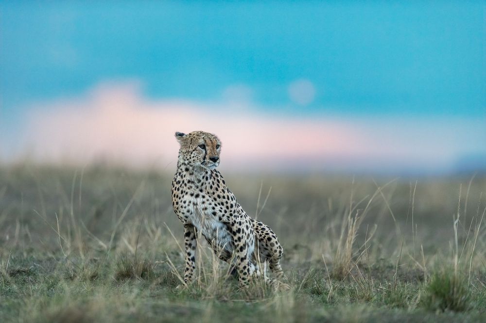 Фотография автора Sunny Saha Pramanick