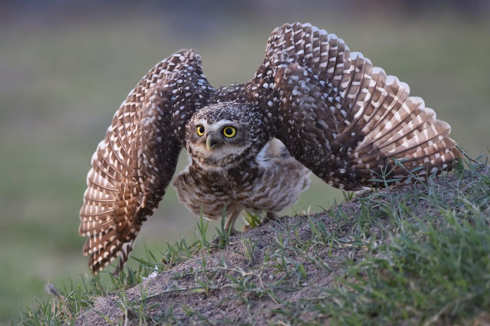 Photograph by SI SABER LOTFI