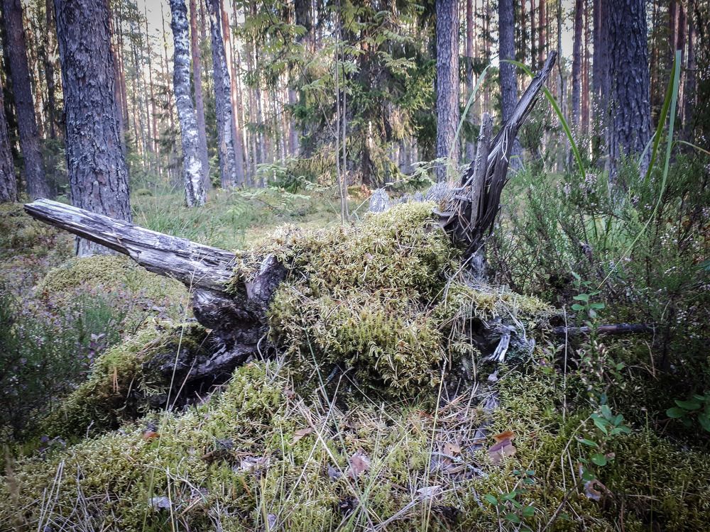 Photograph by Ирина Федорова