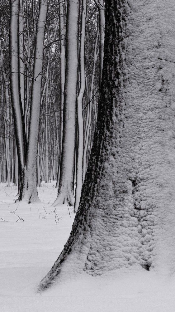 Photograph by Zelyanina Svetlana