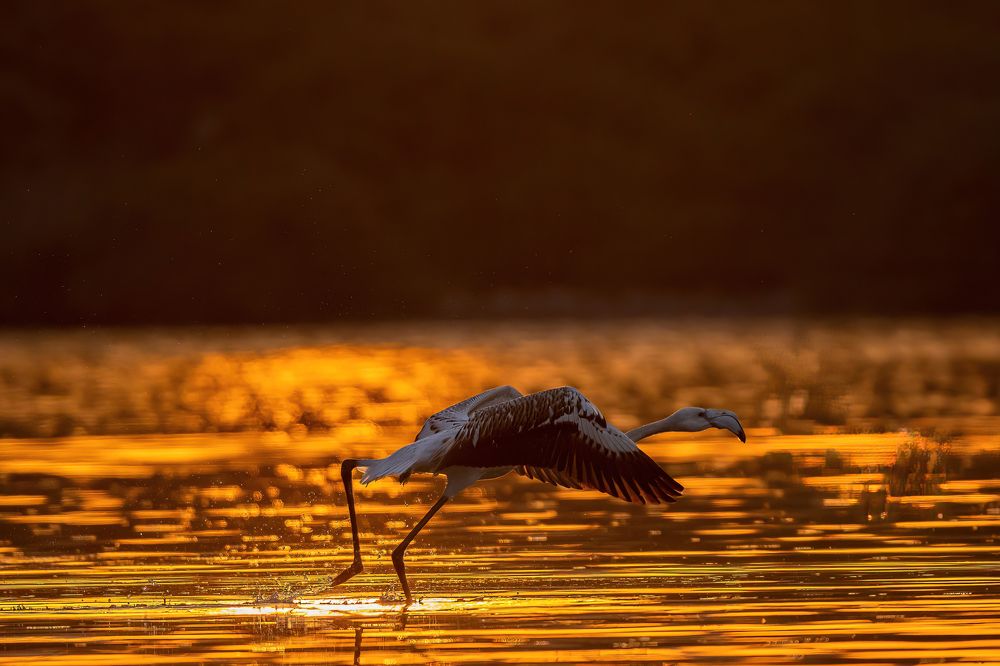 Photograph by Leslee Jayachandran