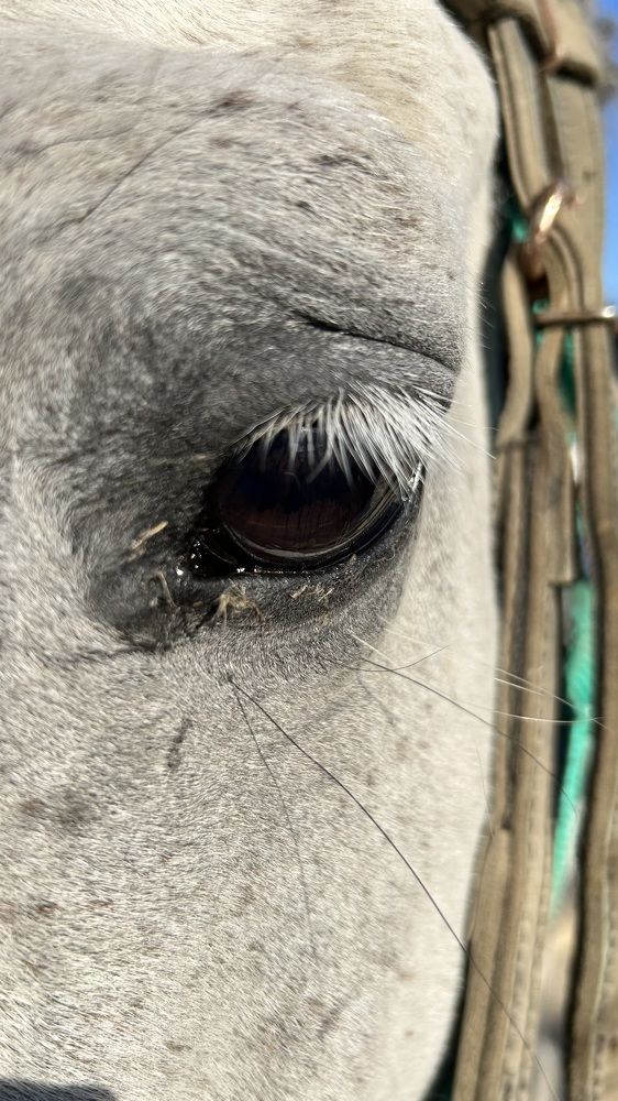 Конные прогулки по морю