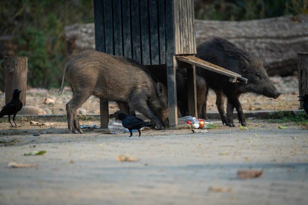 Photograph by Баландин Дмитрий
