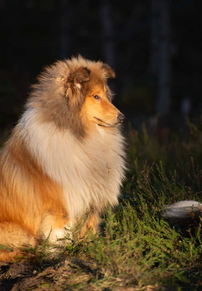 Фотография автора Aлексей Игнатьев