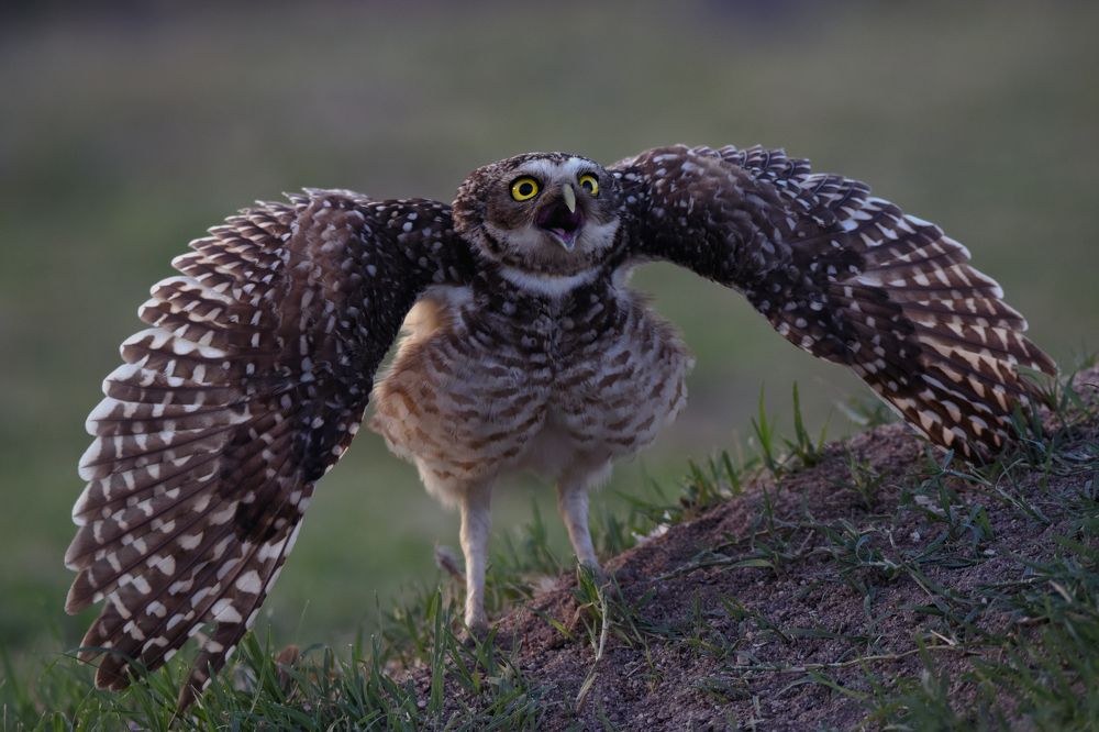 Photograph by SI SABER LOTFI