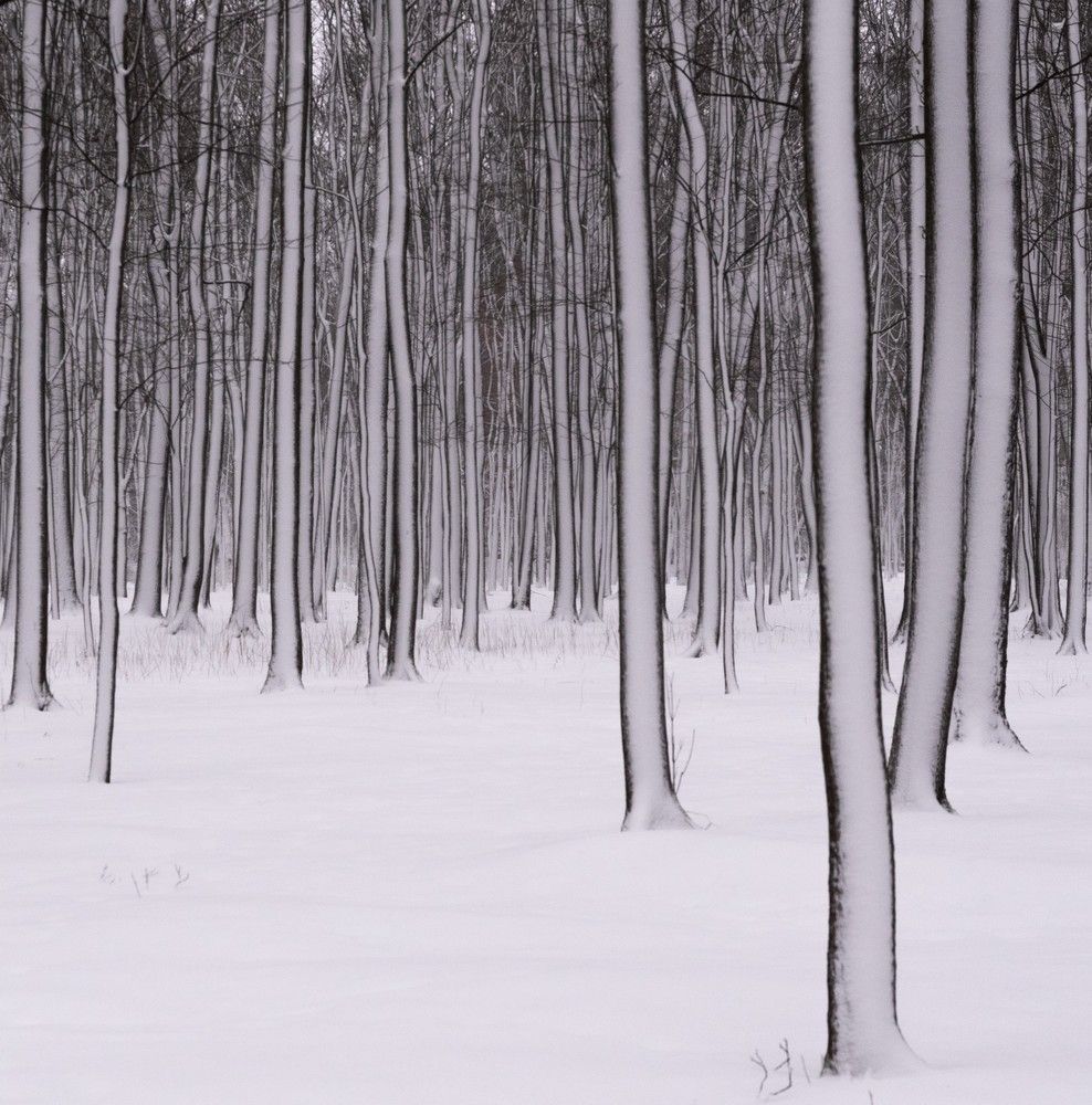 Photograph by Zelyanina Svetlana