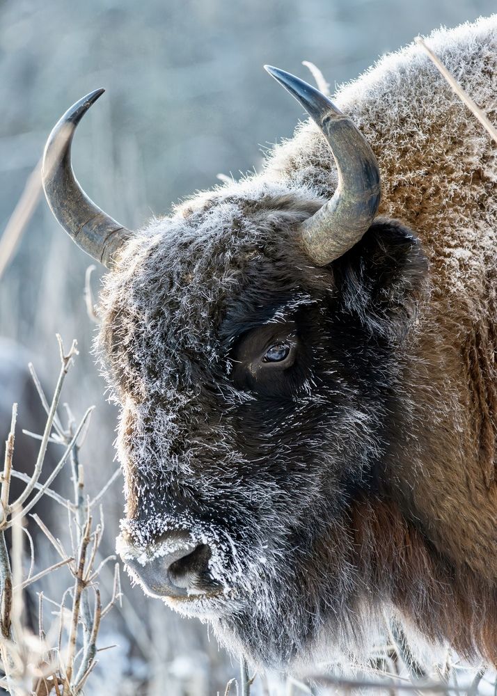Заснеженный зубр