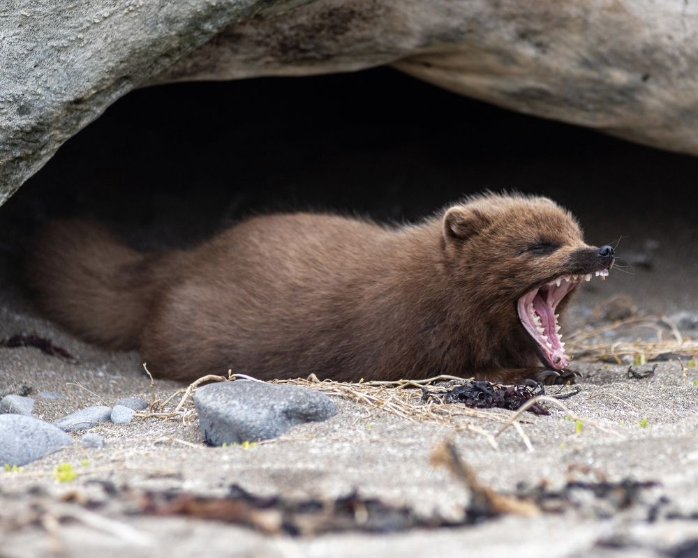 Фотография автора Дмитрий Дон