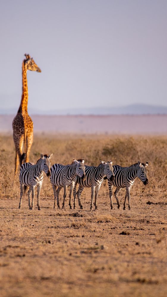 Stripes & Spots united