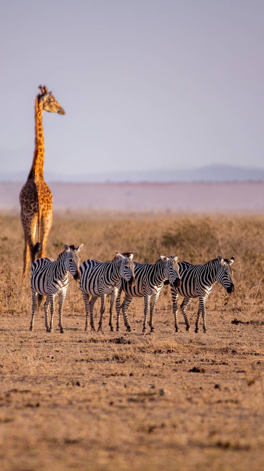 Stripes & Spots united