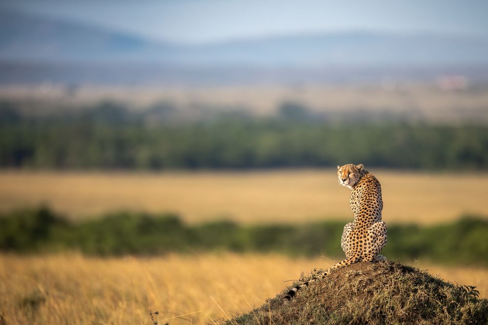 Фотография автора Sunny Saha Pramanick