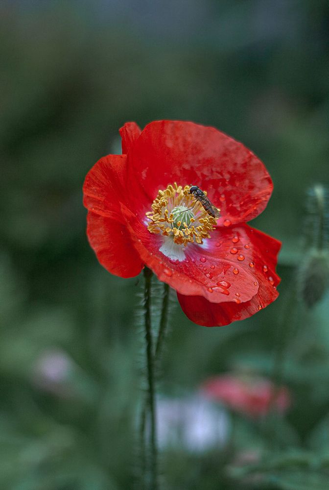 Photograph by Светлана Кавказская