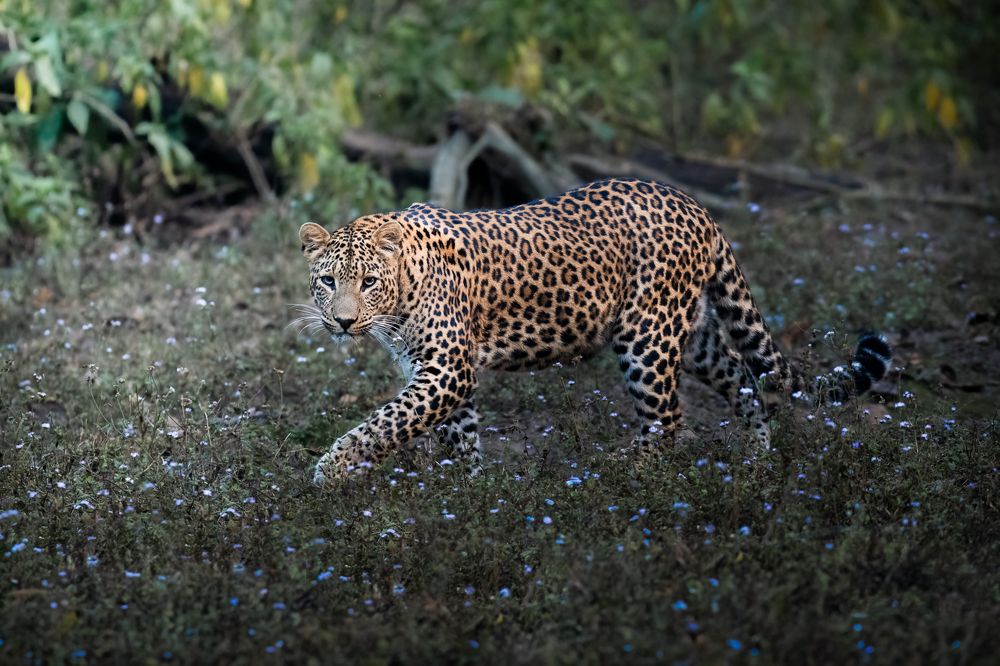 Фотография автора Sunny Saha Pramanick