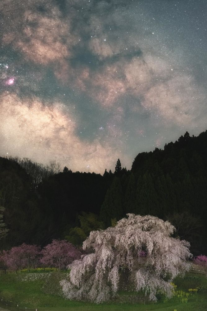 Japanese cherry blossom with starrysky