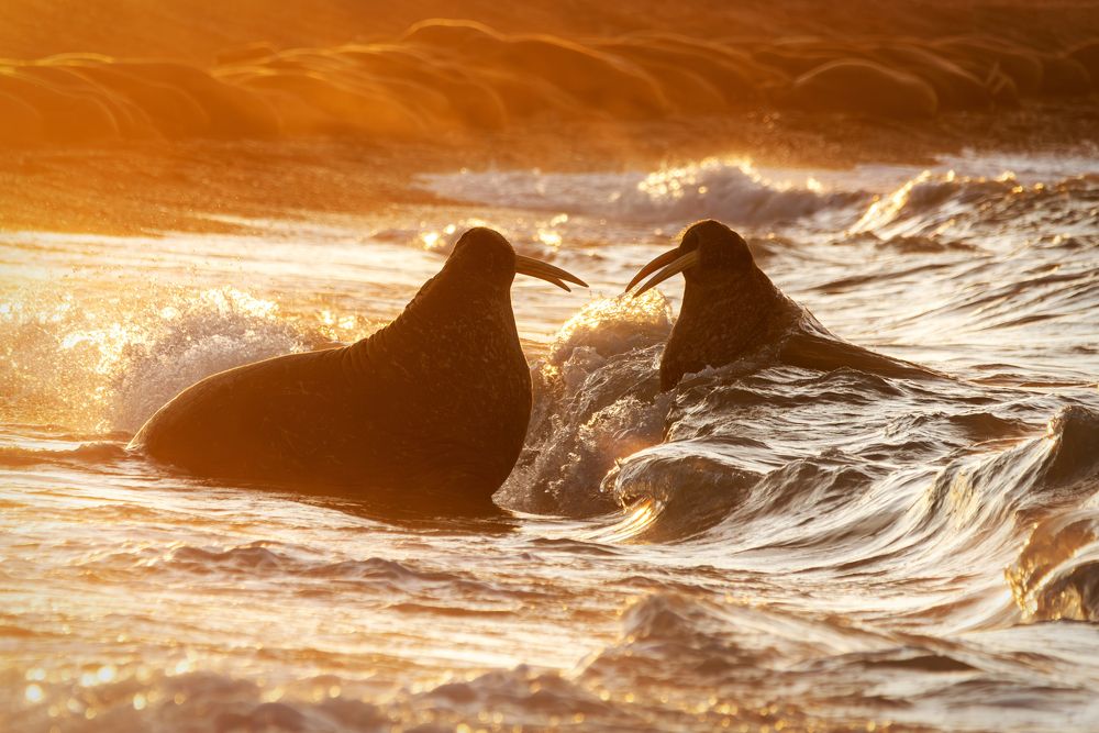Фотография автора Дмитрий Дон