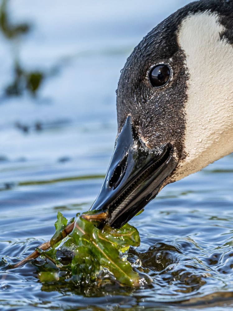 Фотография автора Инна Субботина