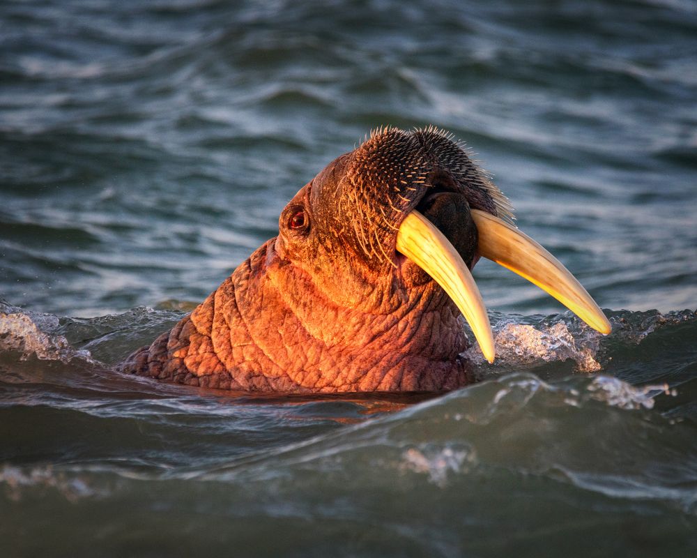Фотография автора Дмитрий Дон