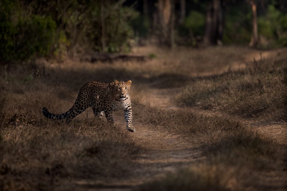 Фотография автора Sunny Saha Pramanick