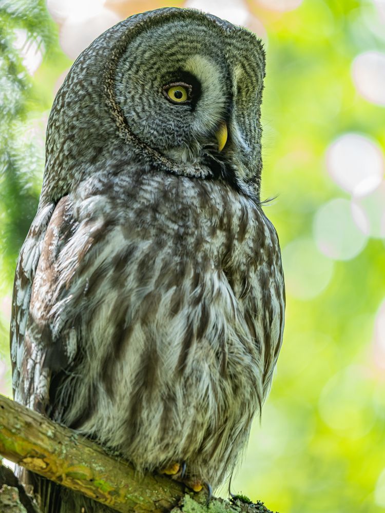 Неясыть бородатая