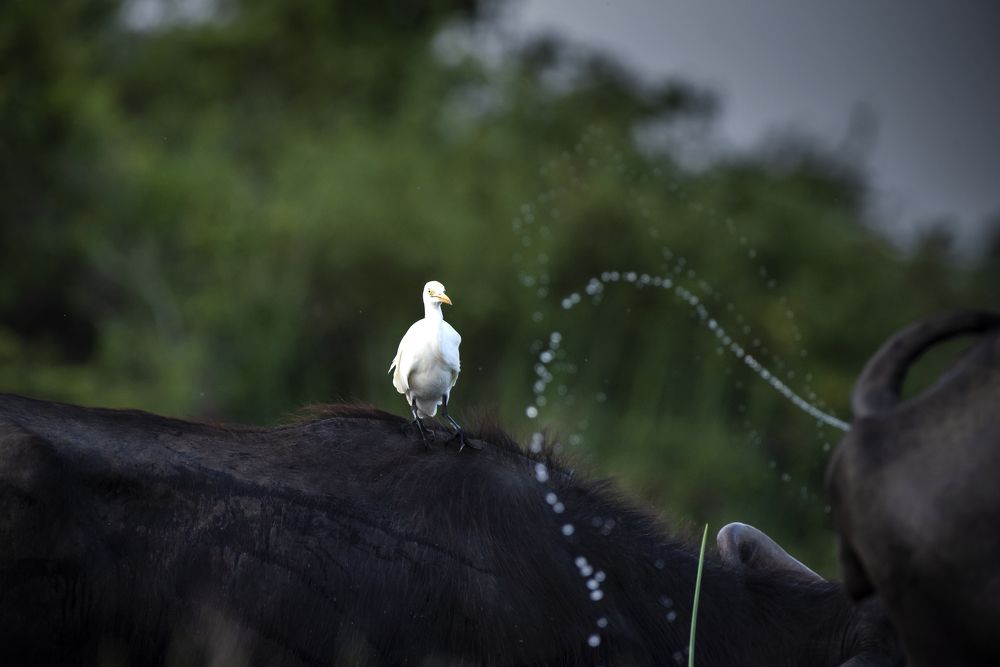 Photograph by Janakan Sritharan